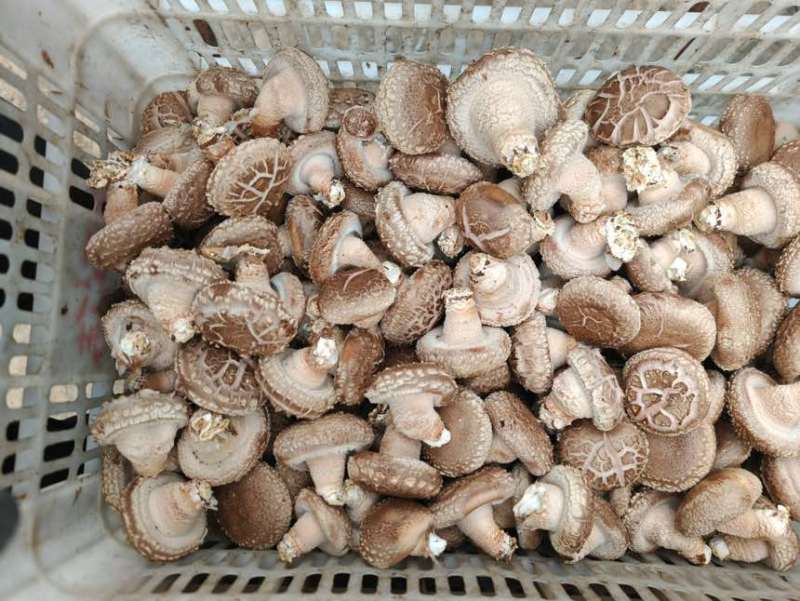 香菇货好量大