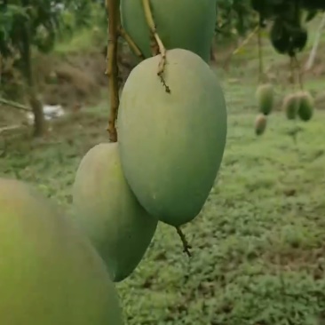 小台农芒果现货