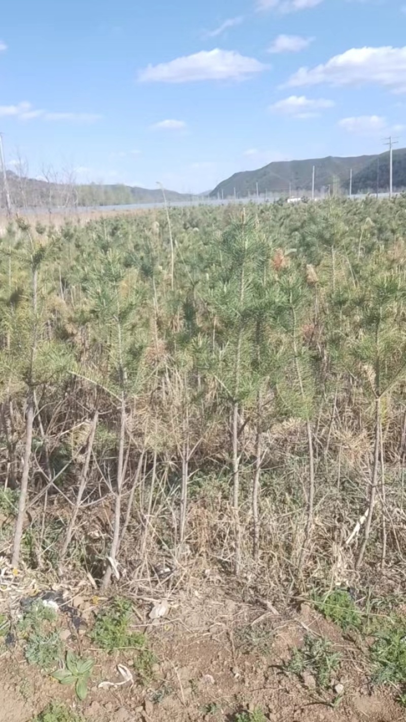 樟子松
