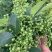 重庆鲜花椒2024年新货现货供应，全国发货。