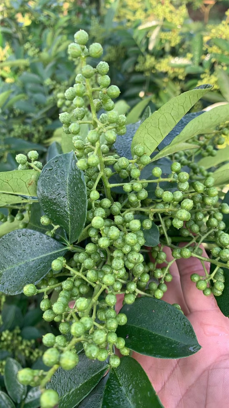 重庆鲜花椒2024年新货现货供应，全国发货。