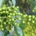 重庆鲜花椒2024年新货现货供应，全国发货。