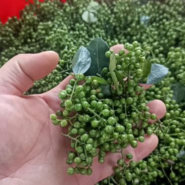 重庆鲜花椒2024年新货现货供应，全国发货。