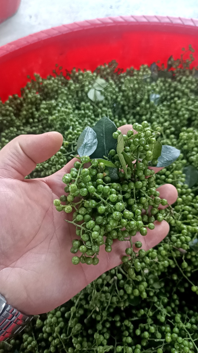 重庆鲜花椒2024年新货现货供应，全国发货。