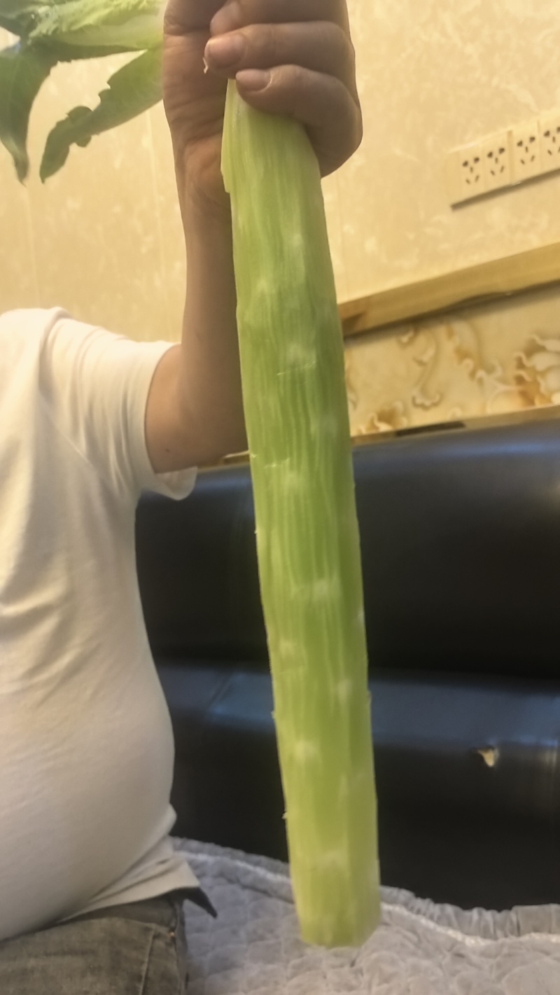 莴笋杆子莴苣杆子