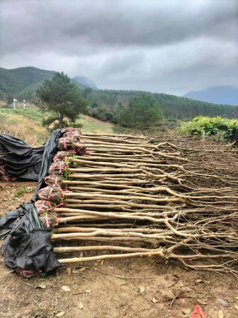 原生红花紫薇截干发帽光杆骨架紫薇2-3-4-5-6公分粗