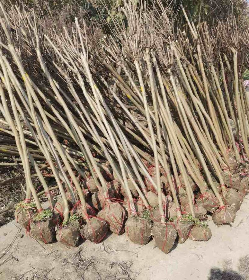 原生红花紫薇截干发帽光杆骨架紫薇2-3-4-5-6公分粗