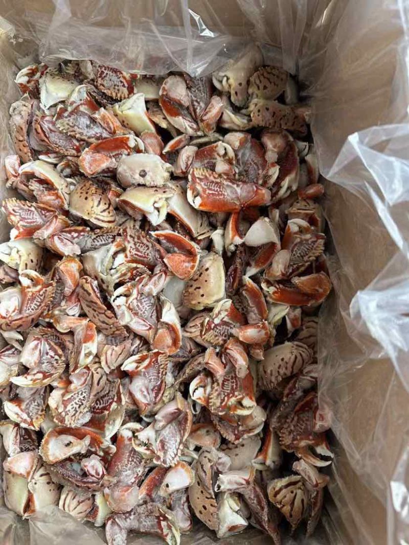新鲜面包蟹钳肉特大蟹脚鲜活冷冻元宝蟹虎纹腿肉椰子蟹梭子蟹海鲜