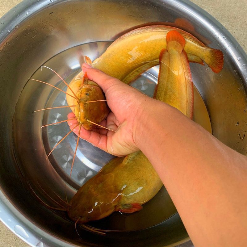 本地塘鲺三黄塘鲺胡子鲶鱼苗塘角鱼苗土塘鲺鱼苗塘虱冬季淡水鱼苗