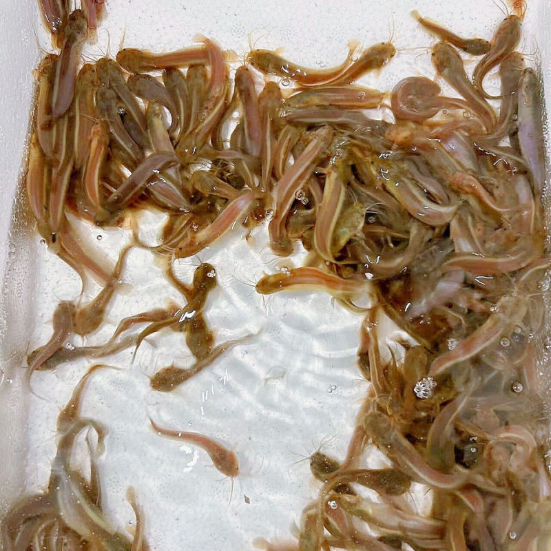 本地塘鲺三黄塘鲺胡子鲶鱼苗塘角鱼苗土塘鲺鱼苗塘虱冬季淡水鱼苗