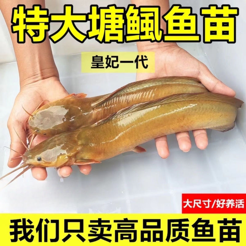 本地塘鲺三黄塘鲺胡子鲶鱼苗塘角鱼苗土塘鲺鱼苗塘虱冬季淡水鱼苗
