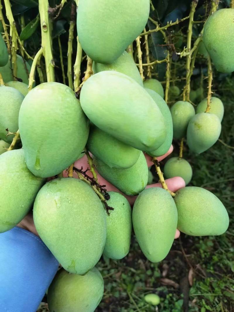 云南高原芒果