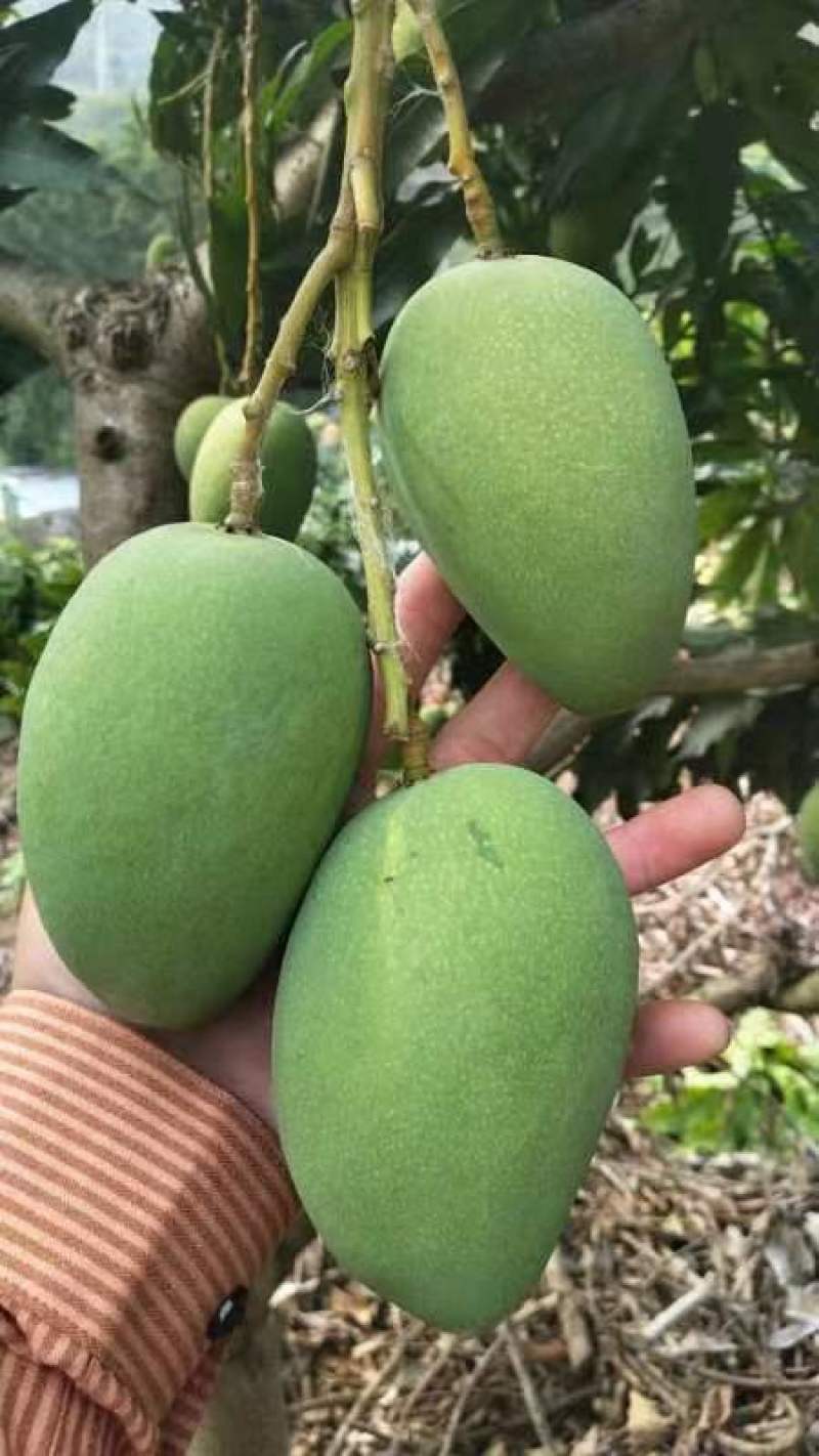 云南高原芒果