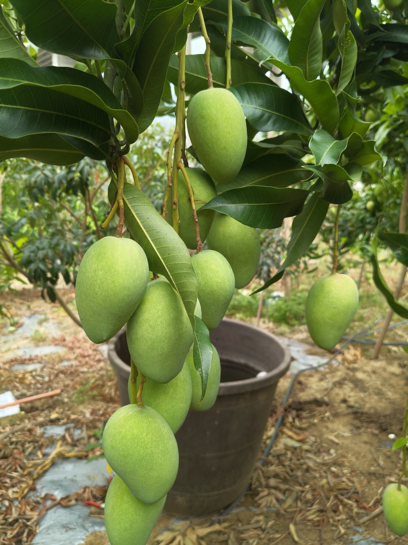 云南高原芒果