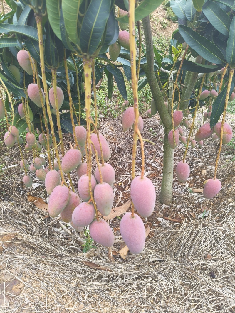 云南高原芒果