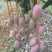 云南高原芒果