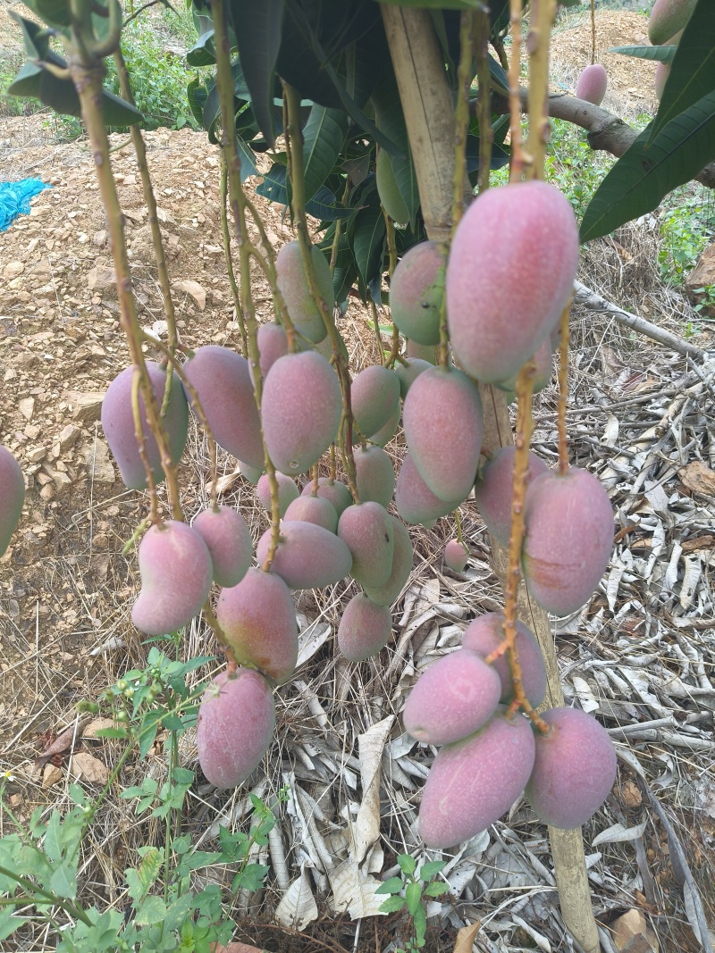 云南高原芒果