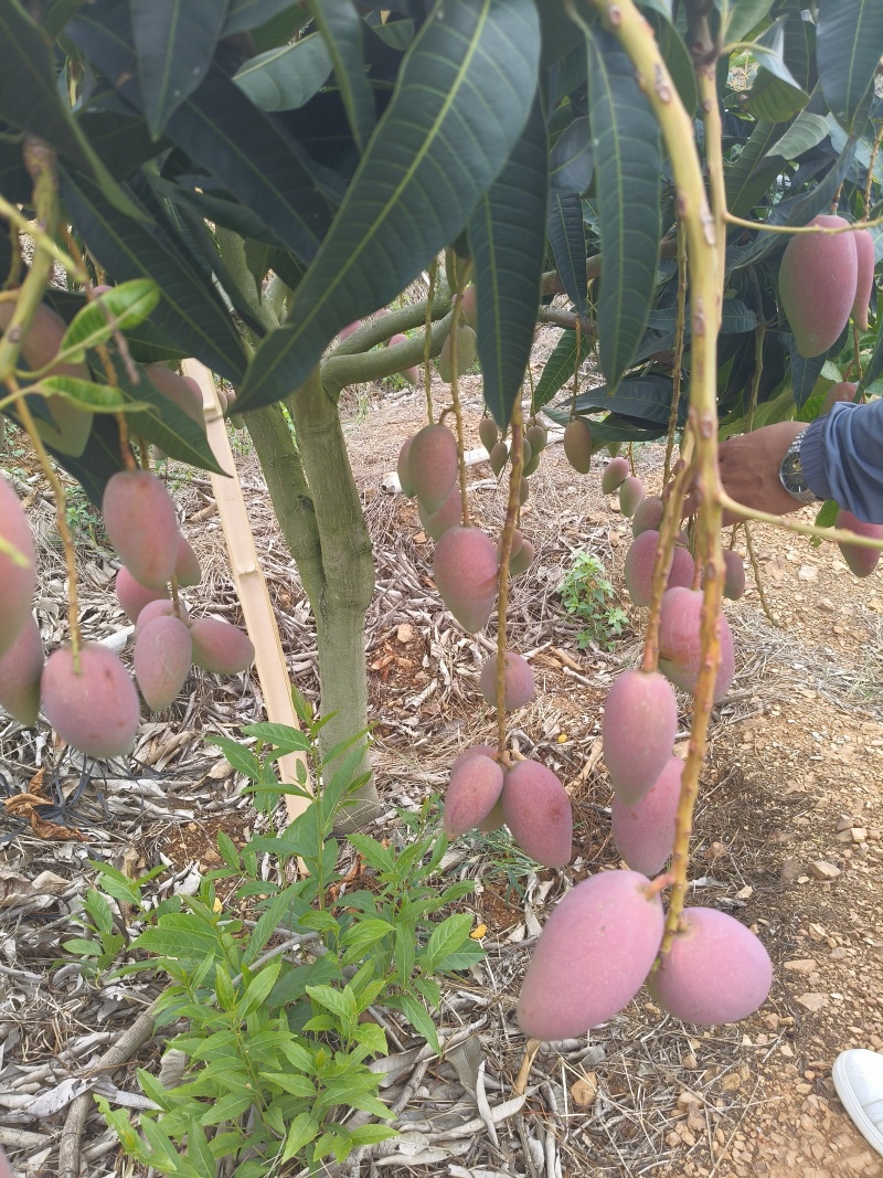 云南高原芒果