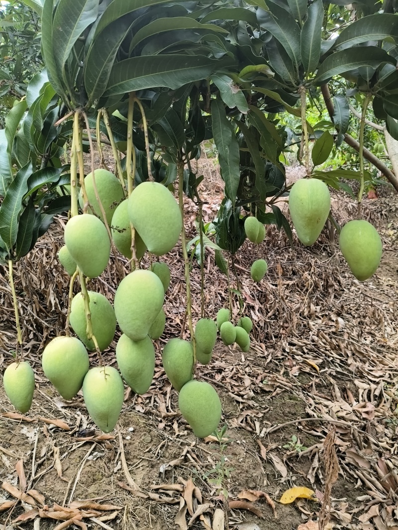 云南高原芒果