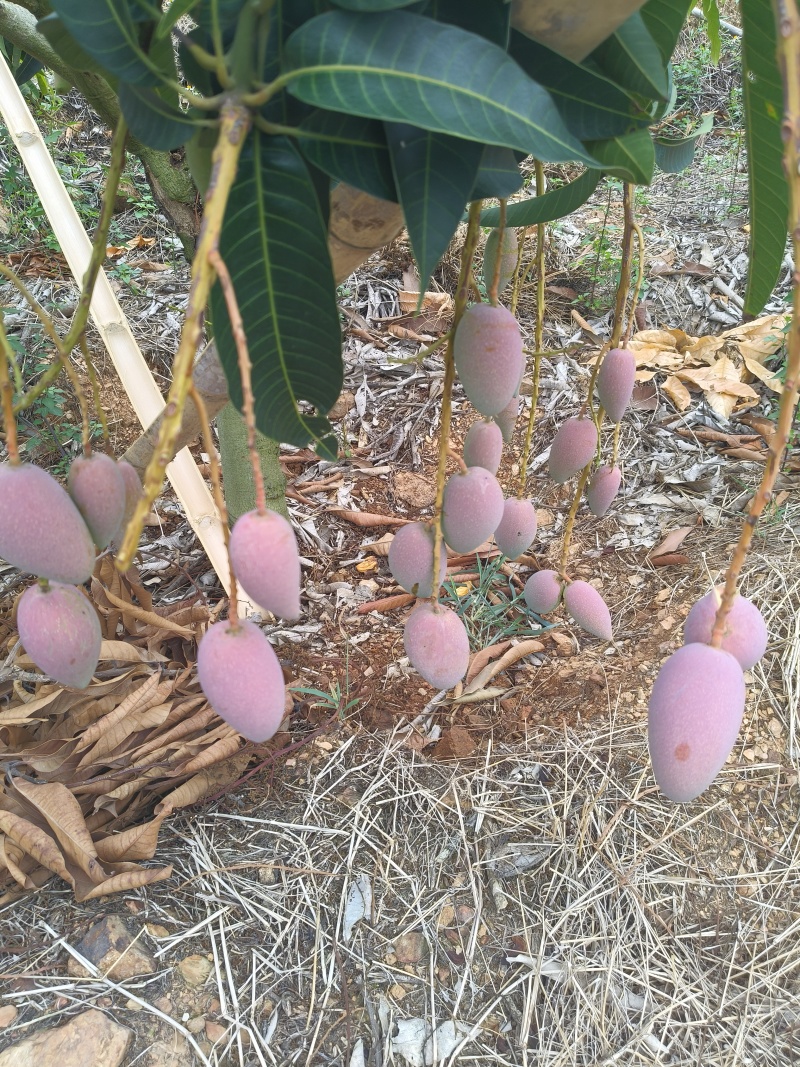 云南高原芒果