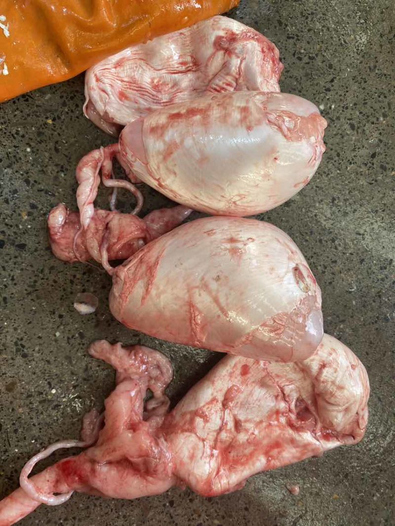 现杀大鱼泡