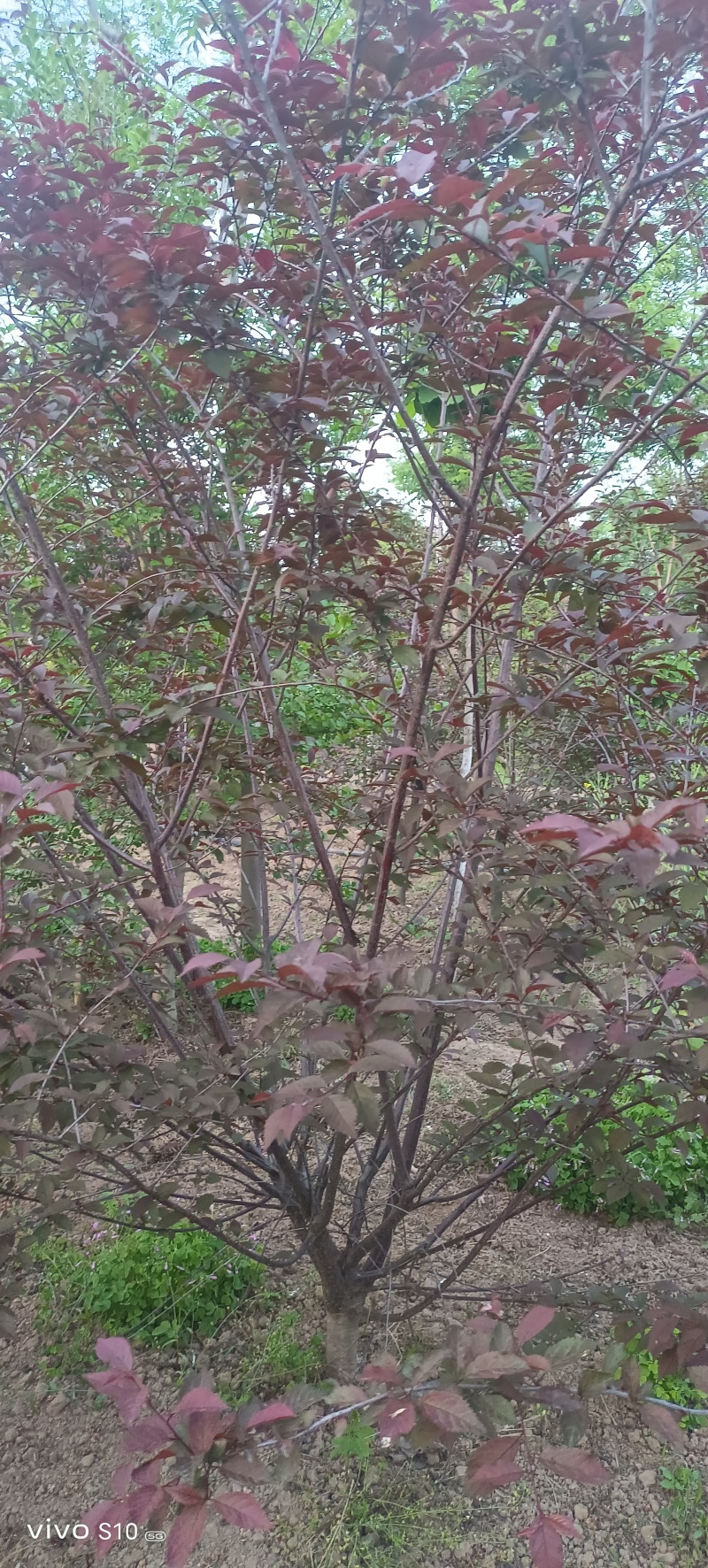 冠径2米以上丛生揄叶梅
