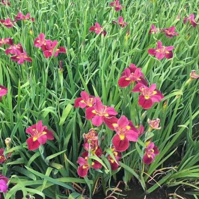 黄菖蒲种子15一公斤，大量有货，欢迎电话联系