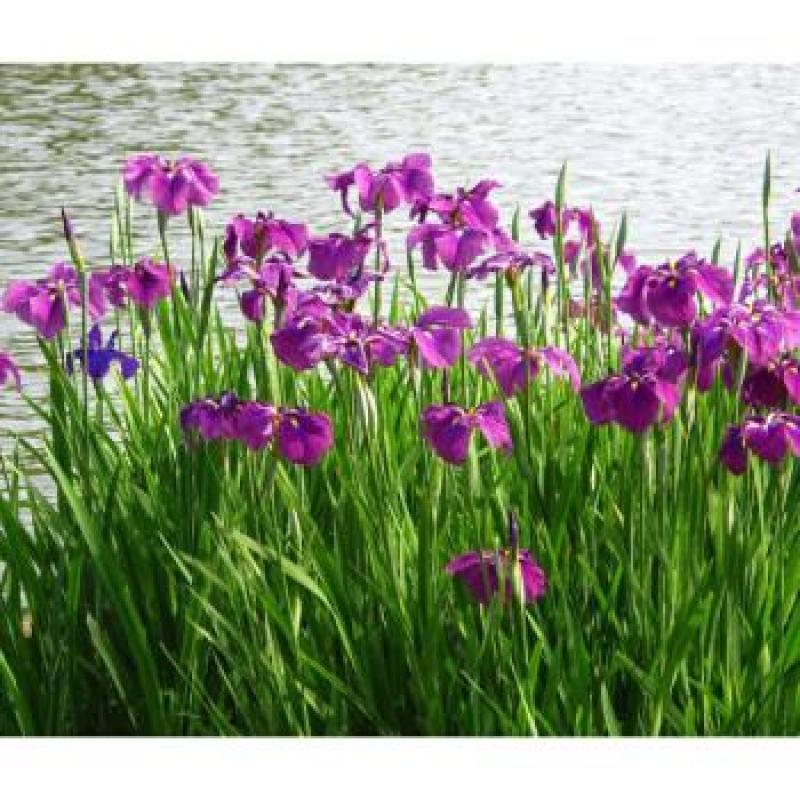 黄菖蒲种子15一公斤，大量有货，欢迎电话联系