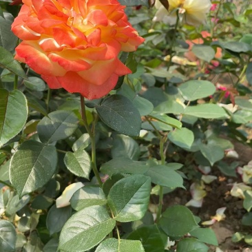 月季大花月季藤本月季丰花月季月季树欧月月季独杆月季