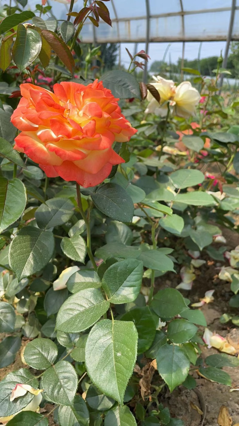 月季大花月季藤本月季丰花月季月季树欧月月季独杆月季