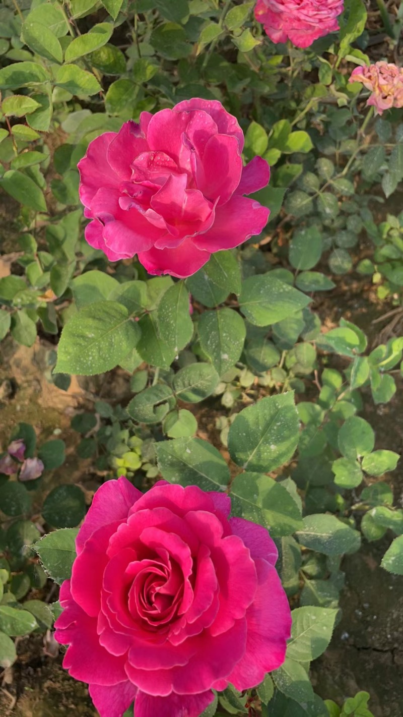 月季大花月季藤本月季丰花月季月季树欧月月季独杆月季