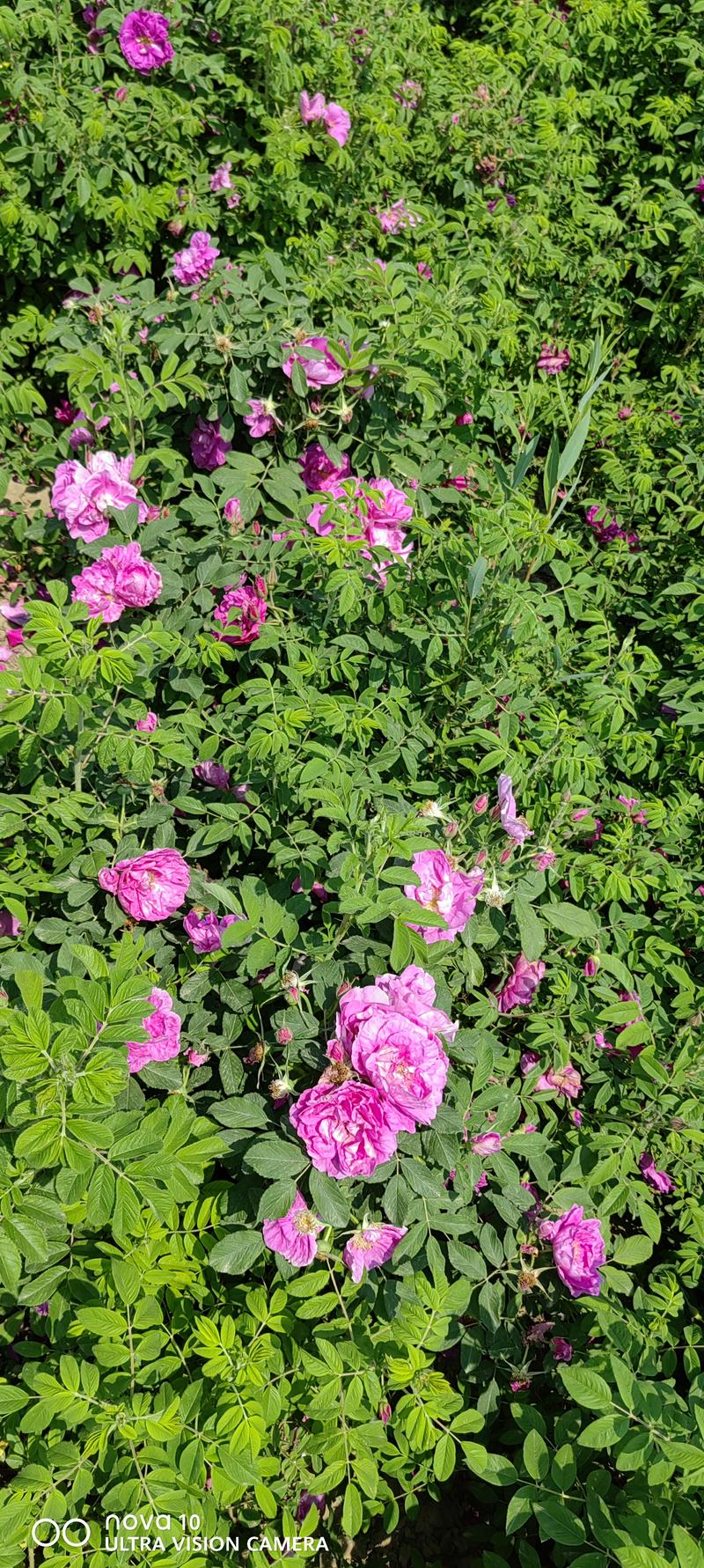 四季玫瑰营养钵苗四季玫瑰大田四季玫瑰粉色玫瑰60公分四季玫瑰