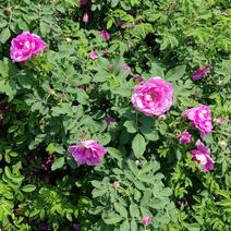 四季玫瑰营养钵苗四季玫瑰大田四季玫瑰粉色玫瑰60公分四季玫瑰