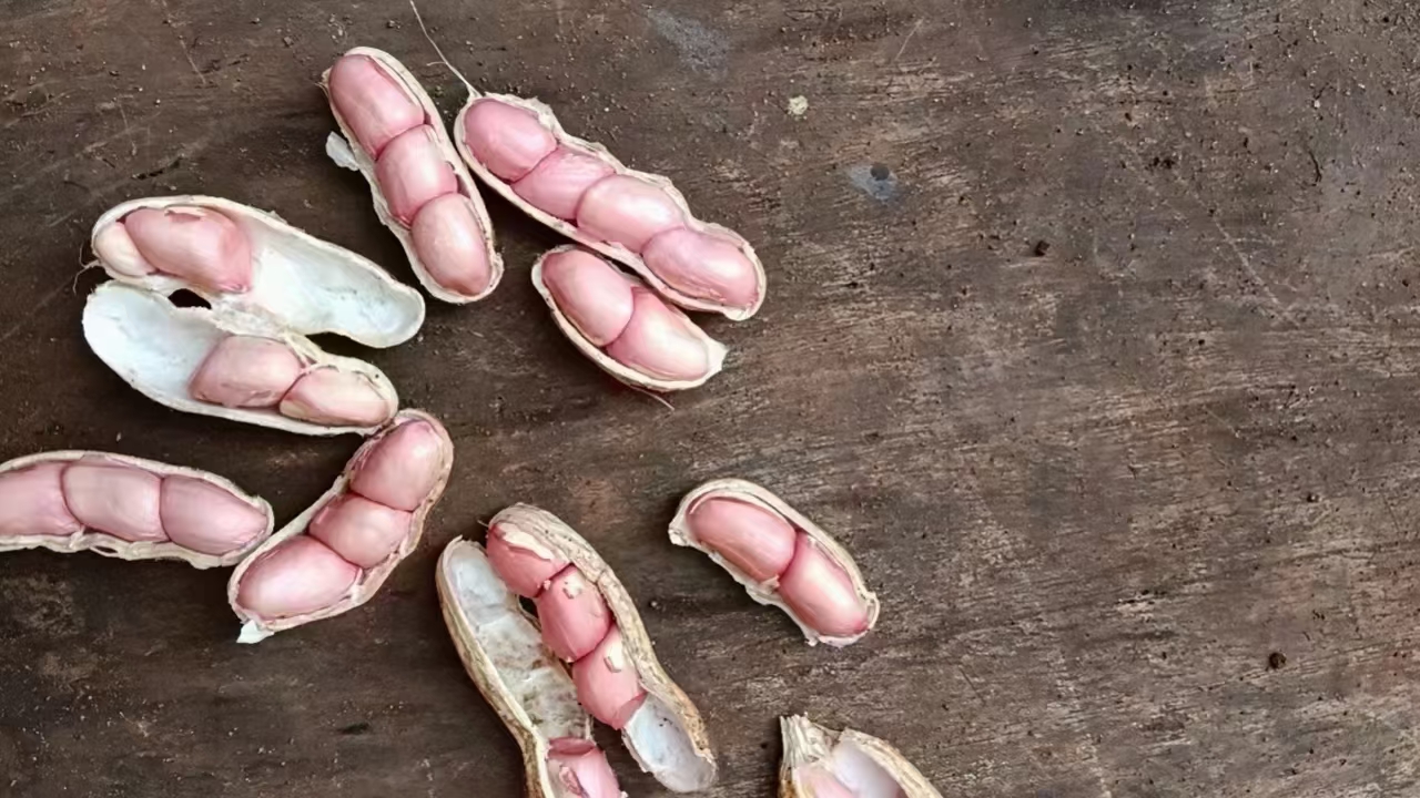 木瓜果皮提取壳寡糖实验图