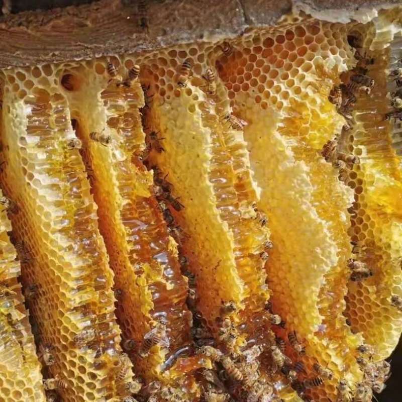 荆条蜂蜜蜂农自产新鲜蜂蜜口味纯正包邮两桶发货面谈电联