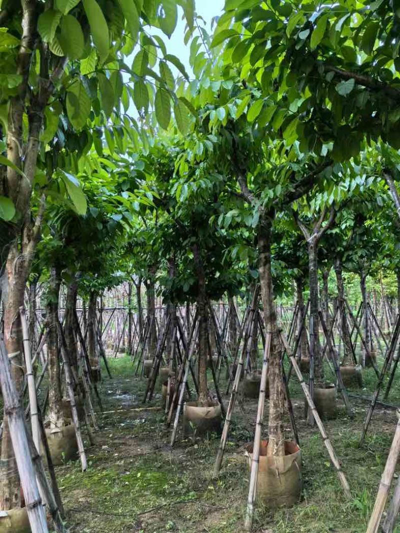 大叶紫薇12～15公分基地直销规格齐全欢迎老板来电咨询
