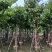 大叶紫薇12～15公分基地直销规格齐全欢迎老板来电咨询