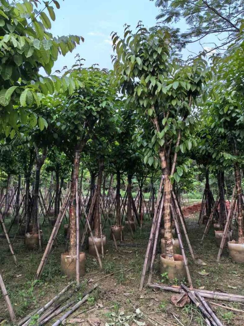 大叶紫薇12～15公分基地直销规格齐全欢迎老板来电咨询