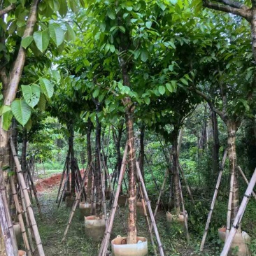 大叶紫薇12～15公分基地直销规格齐全欢迎老板来电咨询