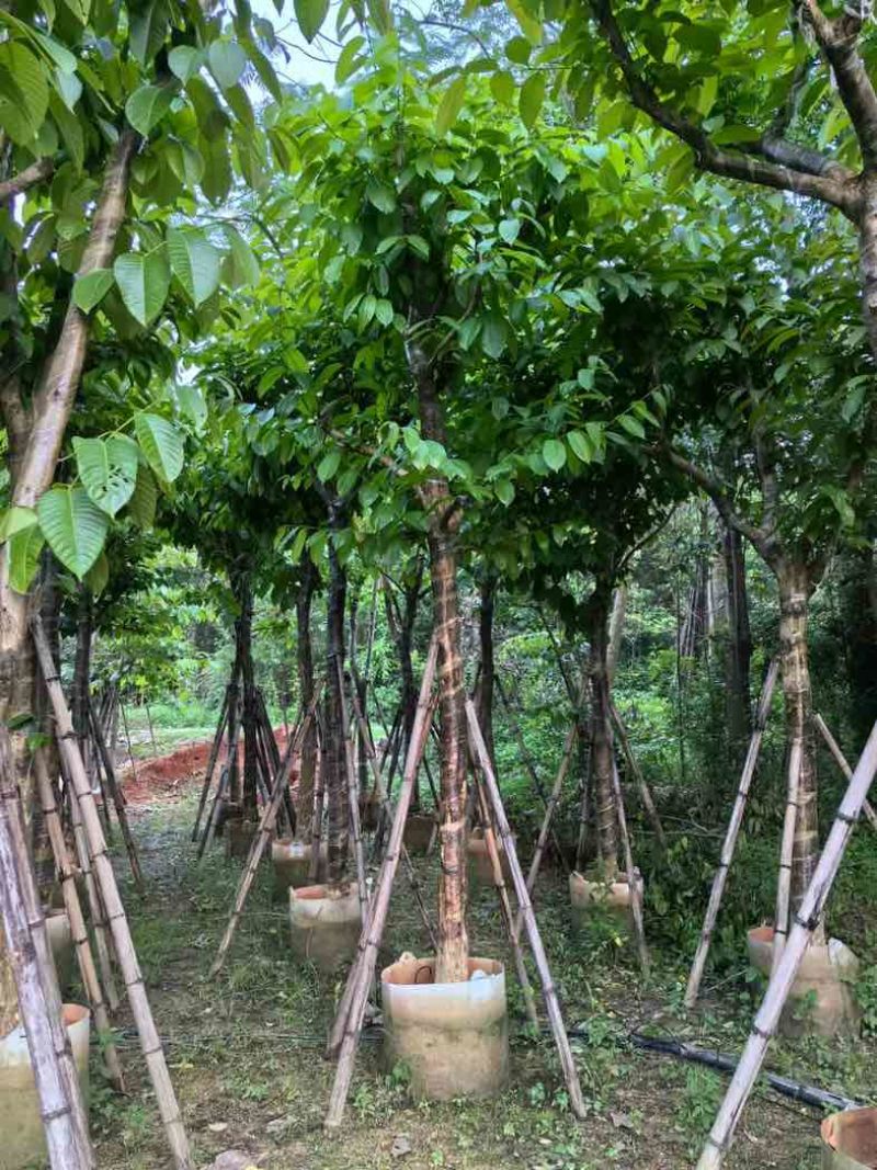大叶紫薇12～15公分基地直销规格齐全欢迎老板来电咨询