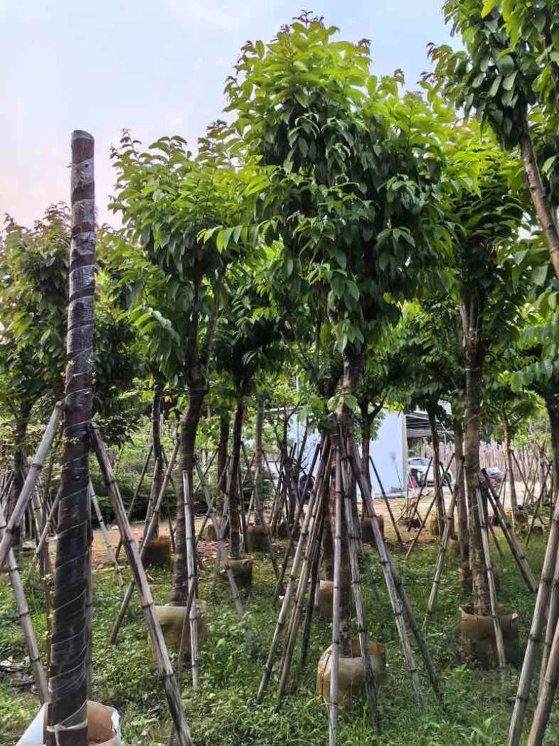 大叶紫薇12～15公分基地直销规格齐全欢迎老板来电咨询