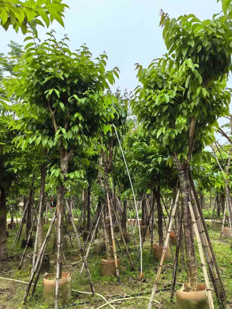 大叶紫薇12～15公分基地直销规格齐全欢迎老板来电咨询