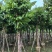 大叶紫薇12～15公分基地直销规格齐全欢迎老板来电咨询