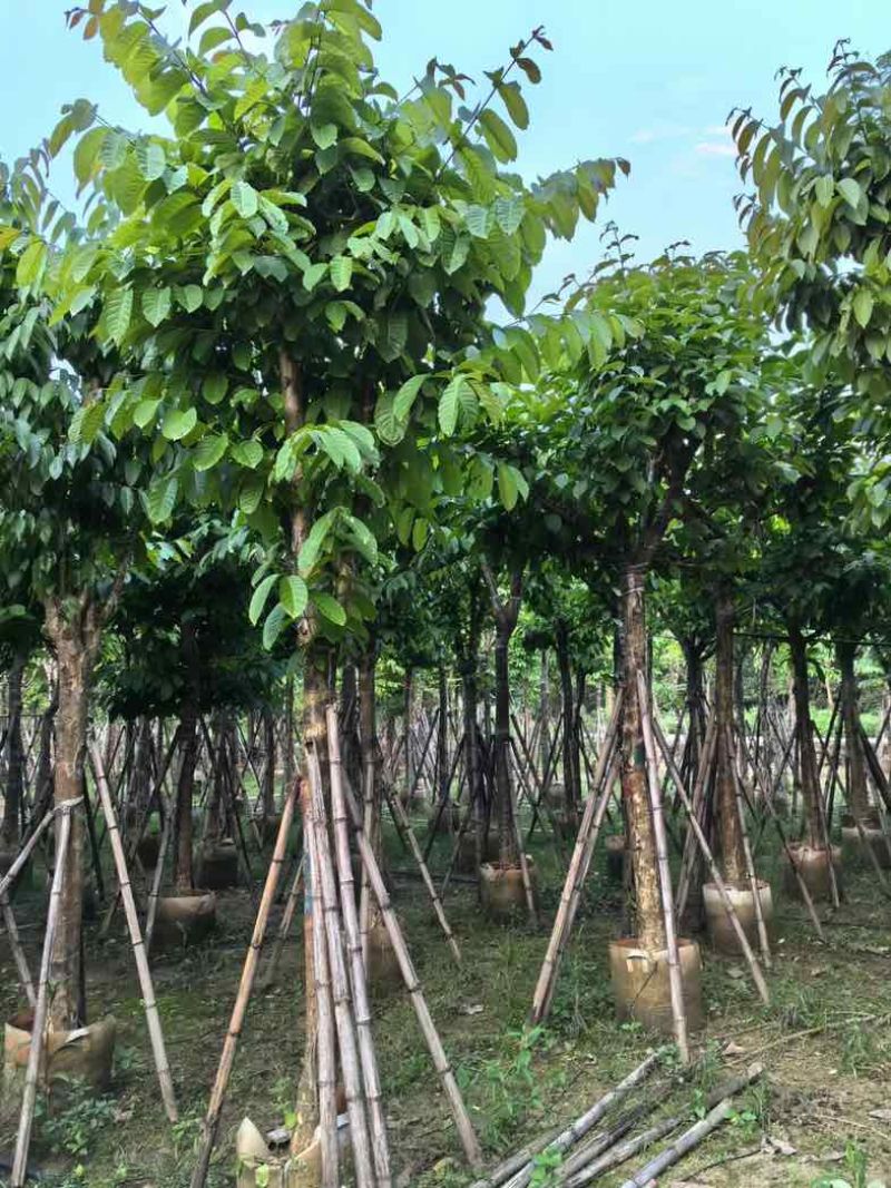 大叶紫薇12～15公分基地直销规格齐全欢迎老板来电咨询