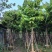 大叶紫薇12～15公分基地直销规格齐全欢迎老板来电咨询