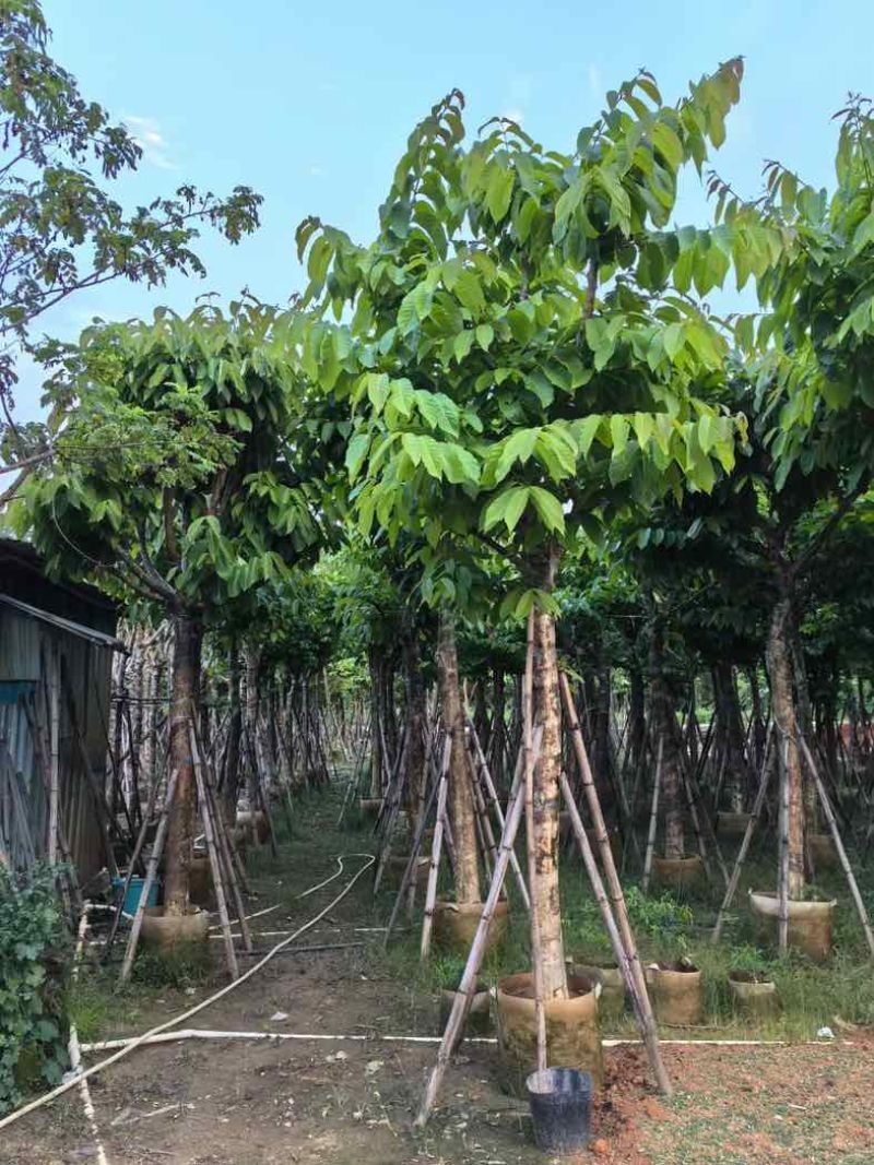 大叶紫薇12～15公分基地直销规格齐全欢迎老板来电咨询