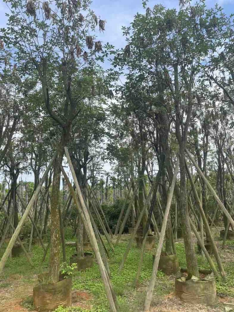 多花黄花风铃木12～20公分基地直销规格齐全欢迎老板来电