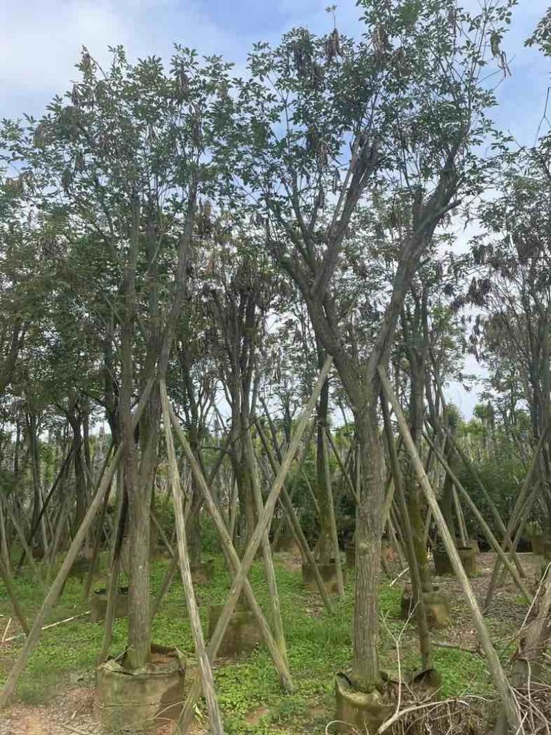 多花黄花风铃木12～20公分基地直销规格齐全欢迎老板来电