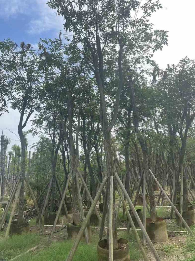 多花黄花风铃木12～20公分基地直销规格齐全欢迎老板来电