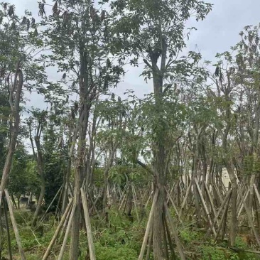 多花黄花风铃木12～20公分基地直销规格齐全欢迎老板来电